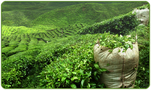 Adoptez le thé vert de manière naturelle.