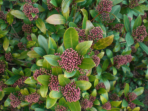 Très jolie plante rose