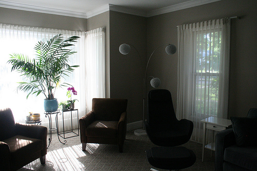 Une fougère disposée dans le salon.