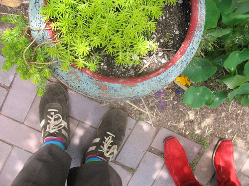 Plante extérieure mise dans le jardin.