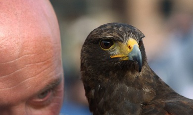 Les prédateurs psychologiques (Première Partie)