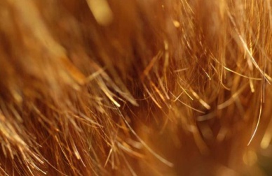 Remèdes maison pour prévenir et traiter les pointes fourchues