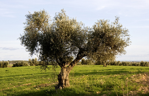Arbre d'olive dans un jardin