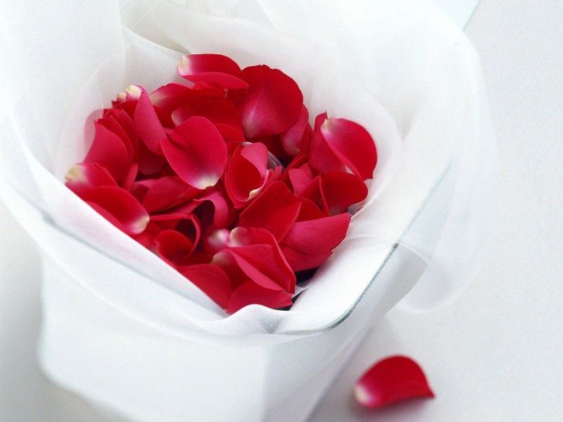 Pétales de rose