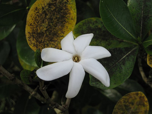 Tiaré pour vos cheveux.