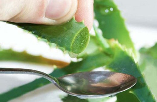 Maigrir grâce à l’aloe vera