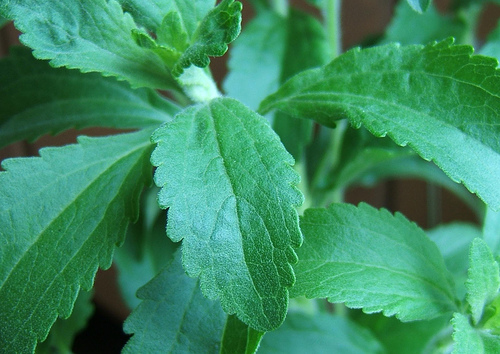 Stevia pour réduire le diabète de type 2