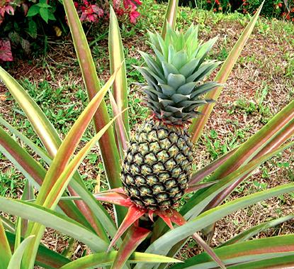 plantation ananas