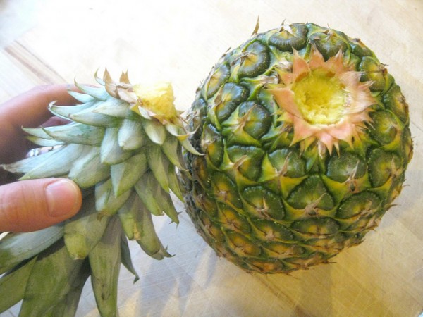 comment faire pousser un ananas : la couronne