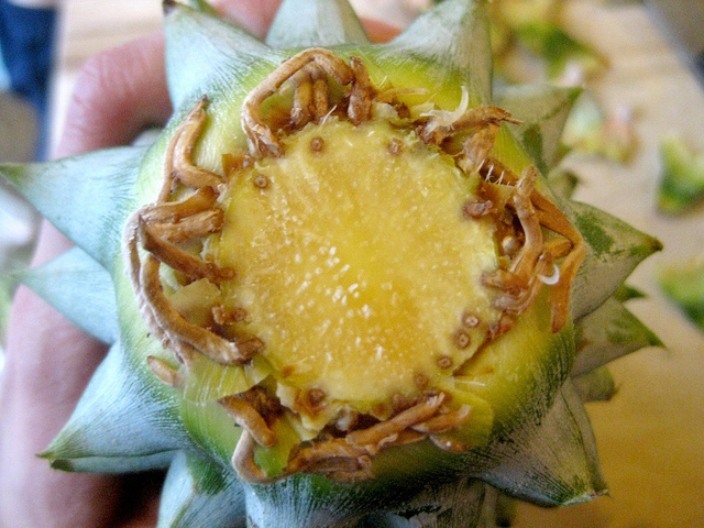 planter un ananas Faire-pousser-un-ananas-avec-la-t%C3%AAte-racines