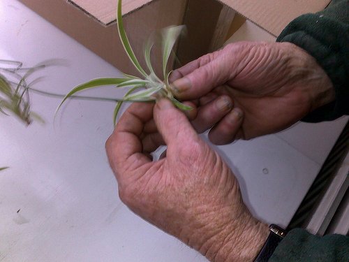 Des ongles qui se dédoublent
