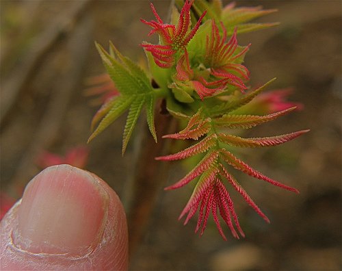 Des ongles qui se dédoublent