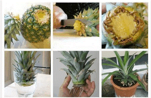 Comment faire pousser un ananas chez soi ?