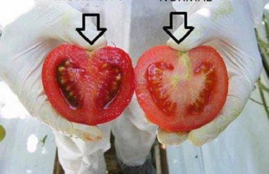 Quels sont les dangers des aliments génétiquement modifiés ?