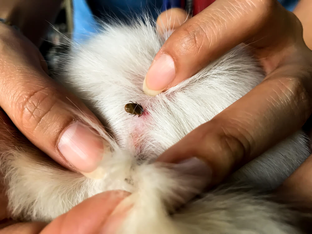Eliminer Les Tiques Et Les Puces Naturellement Ameliore Ta Sante