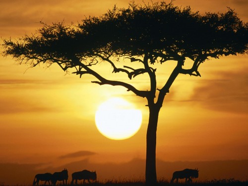 Afrique