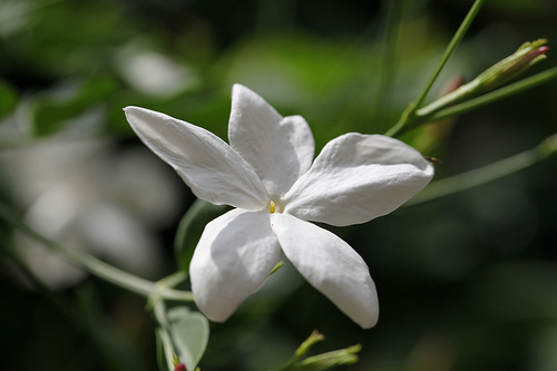fleur de jasmin