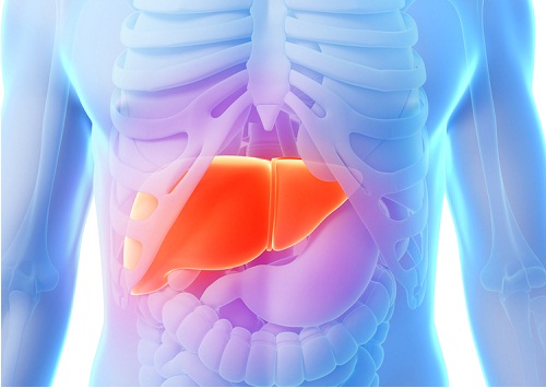 L'artichaut pour le foie.