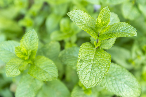 Menthe faisant partie des plantes qui attirent des énergies positives
