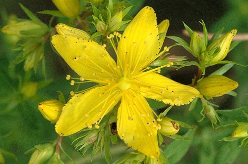 Millepertuis