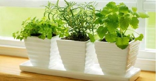 bienfaits des plantes dans la maison ?