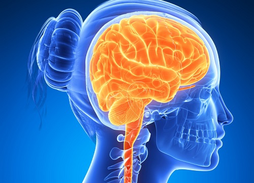 6 aliments qui stimulent le cerveau