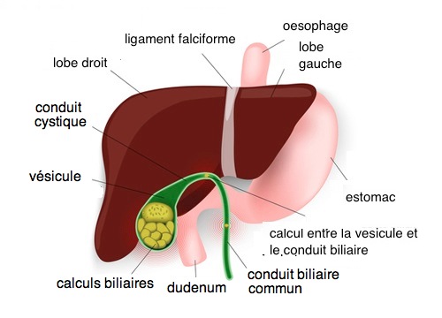 L'artichaut pour la vésicule biliaire.