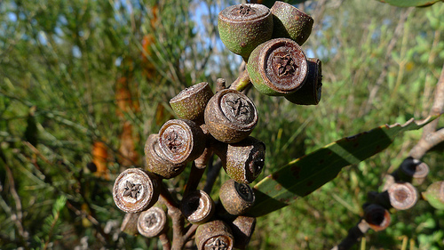 eucalyptus