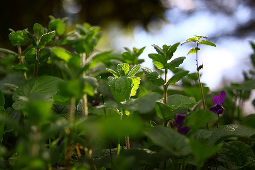 herbes médicinales