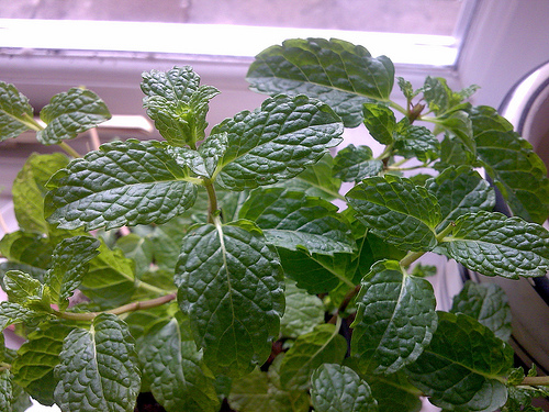 menthe2