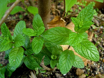 Feuille dans la foret