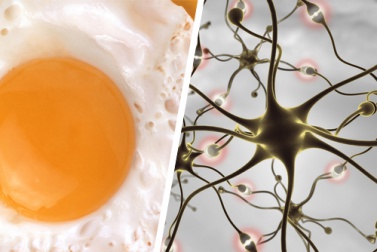 Aliments et conseils pour améliorer votre mémoire