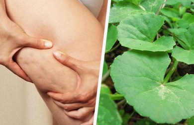 Les propriétés anti-cellulite de la centella asiatica