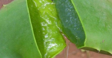 Comment combattre naturellement les tâches de la peau ?