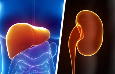 Comment maintenir naturellement le foie et les reins en bonne santé ?