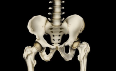 Les os de la hanche