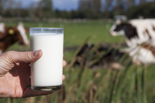 Les maladies liées à la consommation de lait de vache