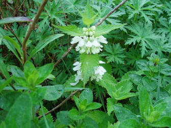 L'ortie contre la chute de cheveux.
