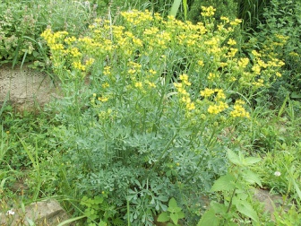 la rue dans un jardin