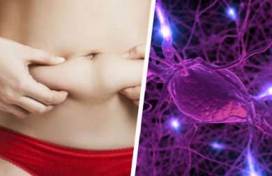 Rétablir l'équilibre hormonal pour brûler les graisses