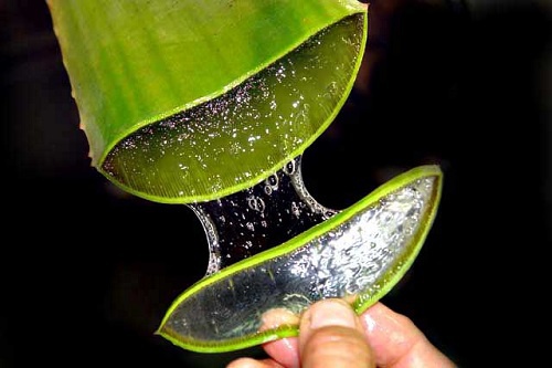 Usages de l'aloe laxatif