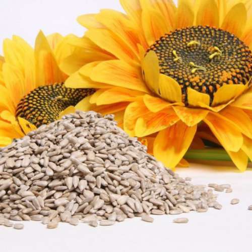 graines de tournesol