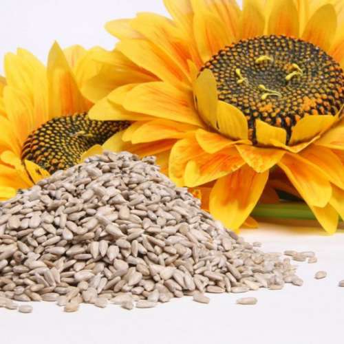 Remèdes naturels pour arrêter de fumer : graines de tournesol