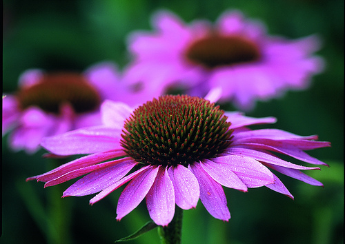 Echinacea purpurea