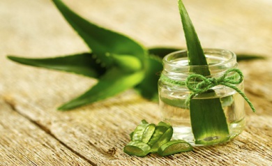Comment cultiver l'aloe vera à la maison ?
