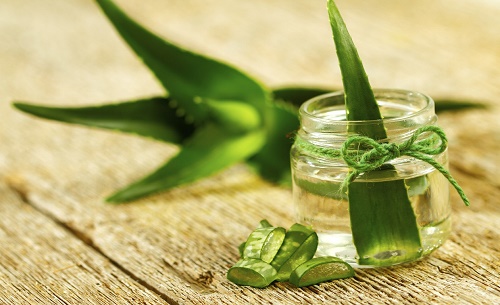 Comment Cultiver L Aloe Vera A La Maison Ameliore Ta Sante