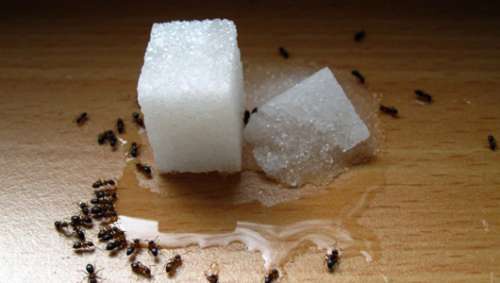 Fourmis-500x283