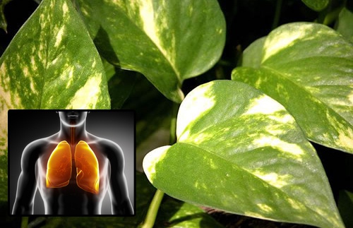 Assainissez l'air de votre intérieur grâce au pothos