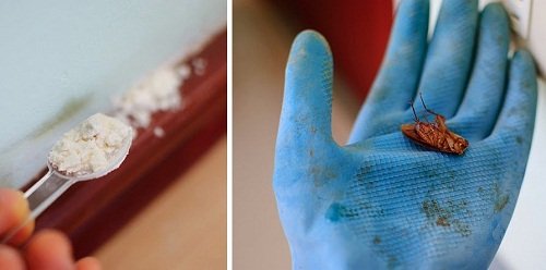 Astuces contre les cafards