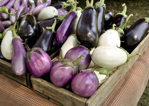 aubergine-NellieMcS-500x357